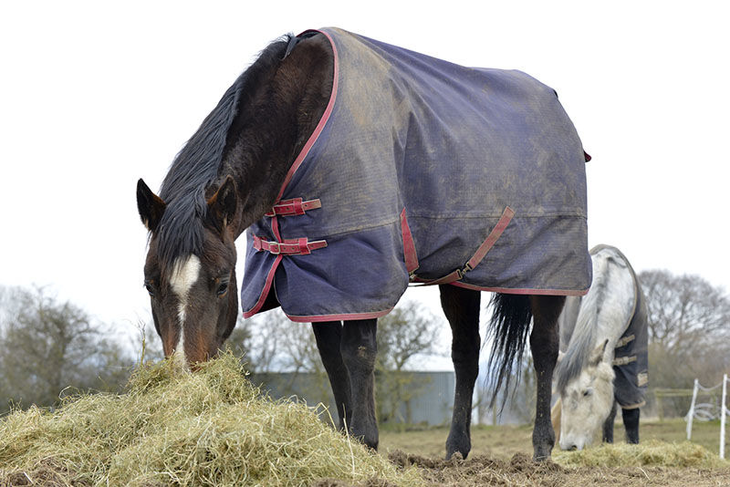 horse grazing in field